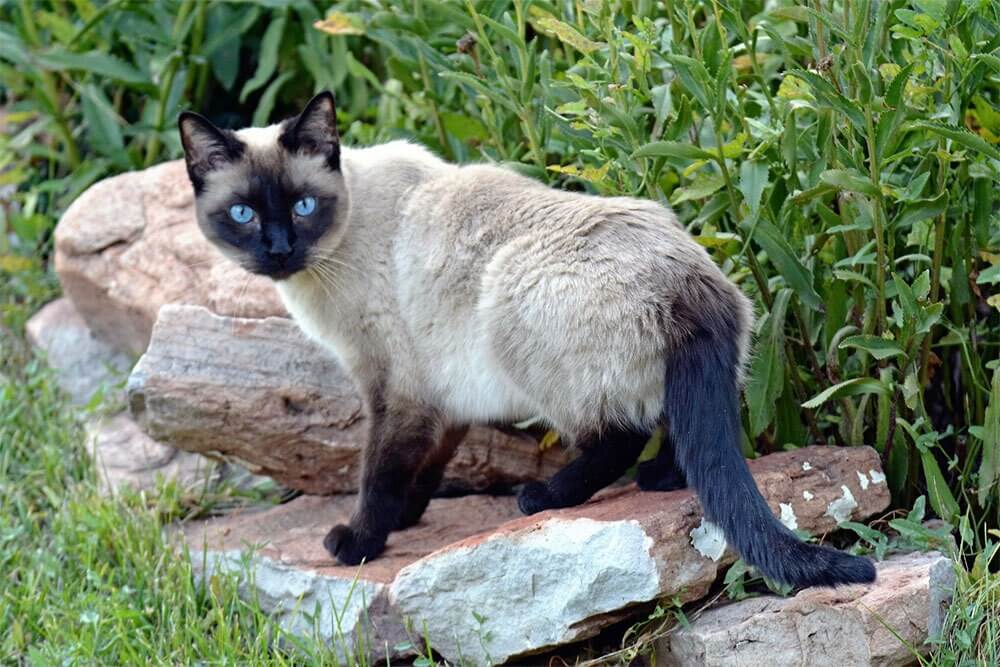 Siamese Cat