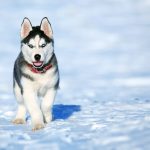 Siberian Husky