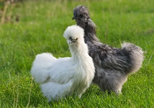 Silkie Chicken