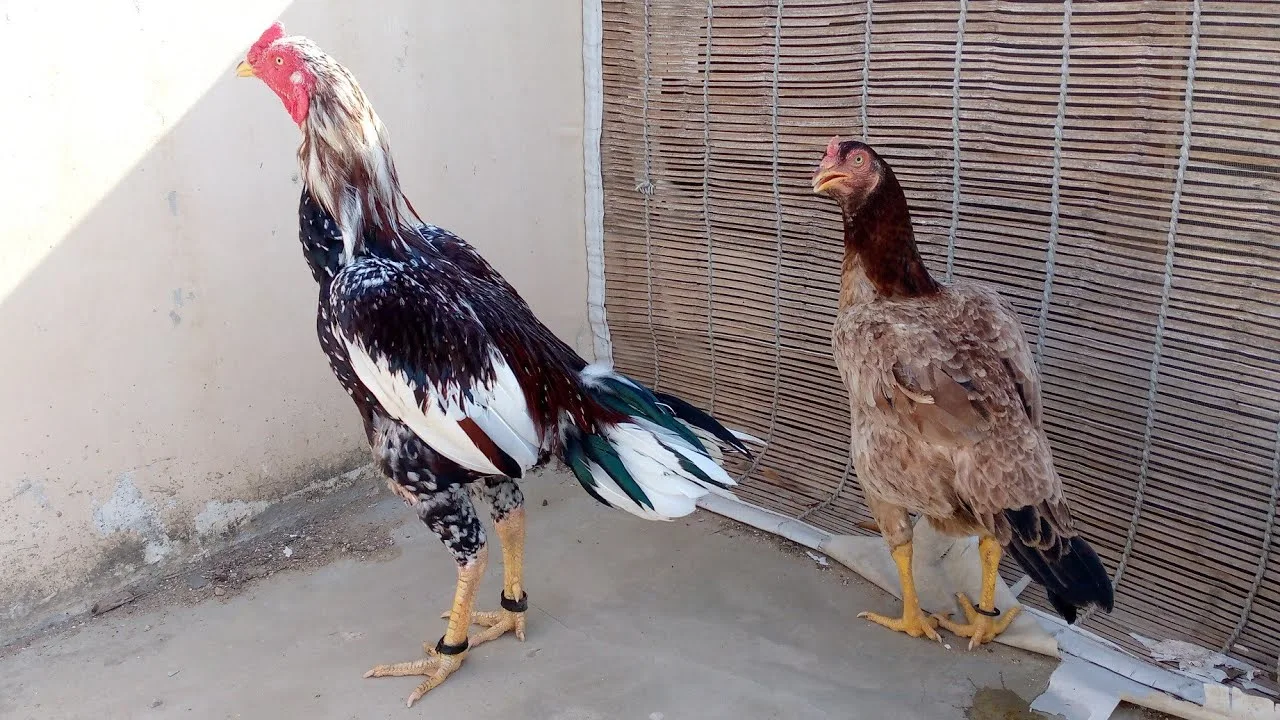 Sindhi Aseel