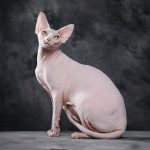 Sphynx Cat