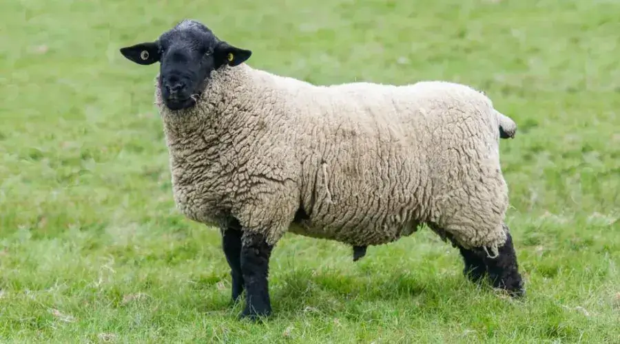 Suffolk Sheep