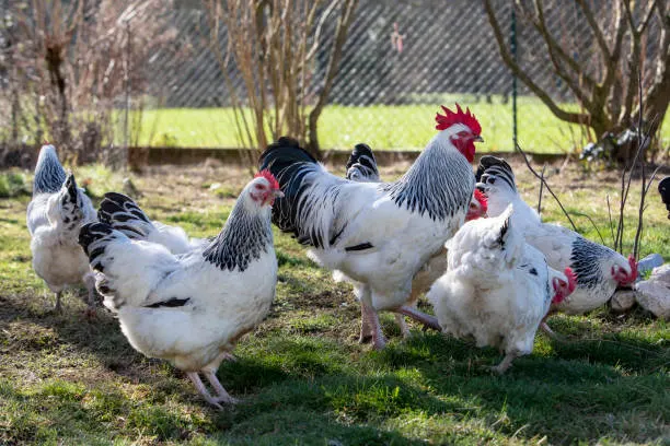 Sussex Chicken