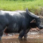 Swamp Buffalo