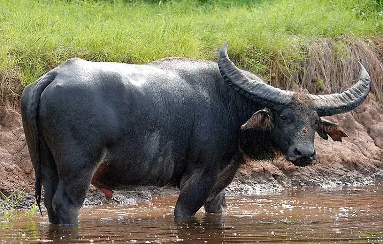 Swamp Buffalo