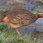 Swamp Francolin
