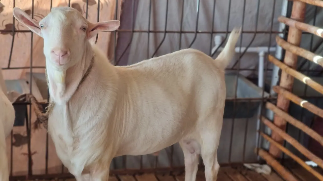Teddy Goat