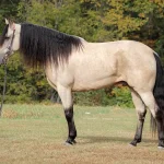 Tennessee Walking Horse