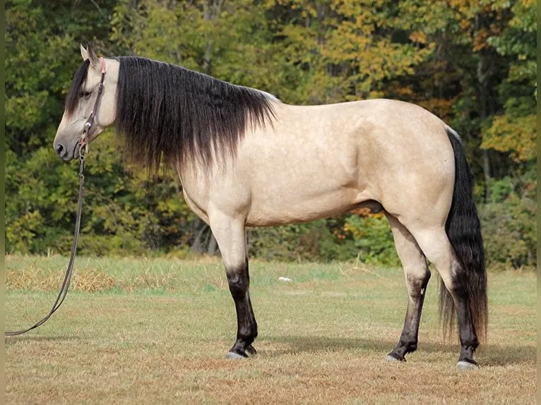 Tennessee Walking Horse