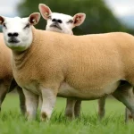 Texel Sheep Texel Sheep