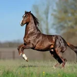 Thoroughbred Horse