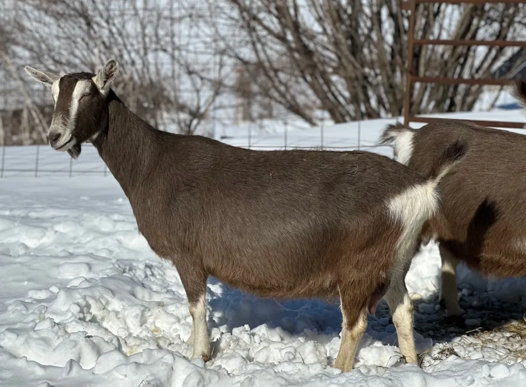Toggenburg Goat