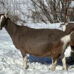 Toggenburg Goat