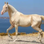 Turkish Horse