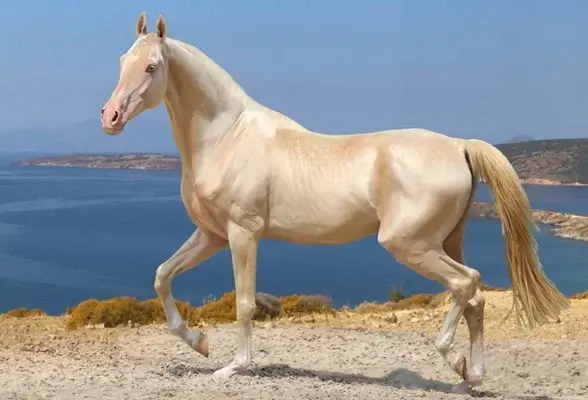 Turkish Horse