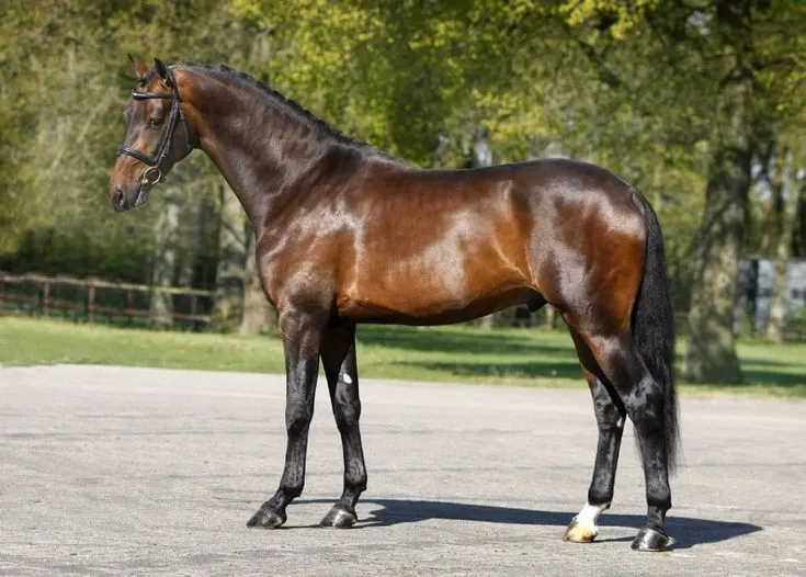 Warmblood horse