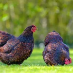 Wyandotte chicken