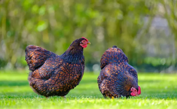 Wyandotte chicken
