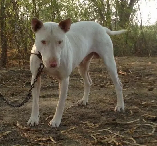 kohati gultair dog