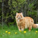 Maine Coon Cat - The Gentle Giant of the Feline World Maine Coon Cat