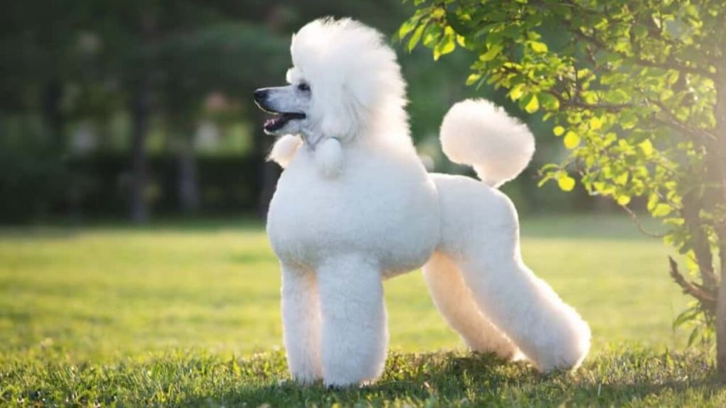 poodle dog