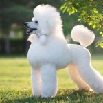 poodle dog