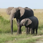 African Elephant African Elephant