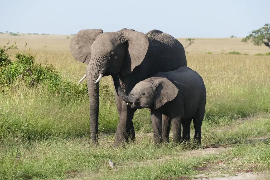 African Elephant