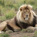African Lion