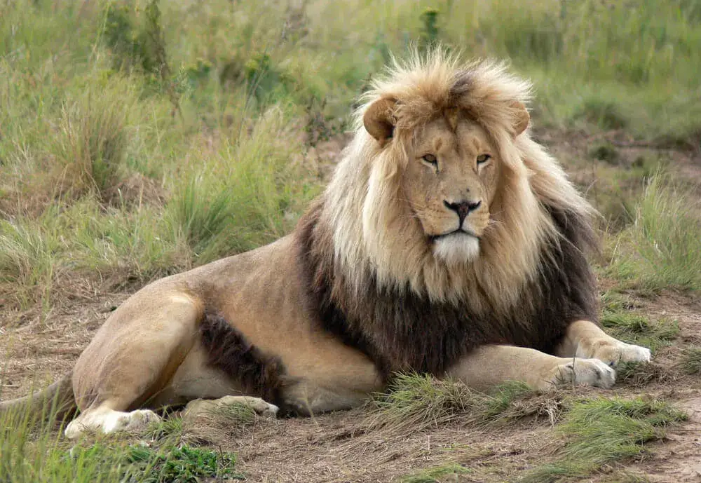 African Lion