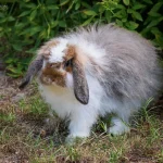 American Fuzzy Lop