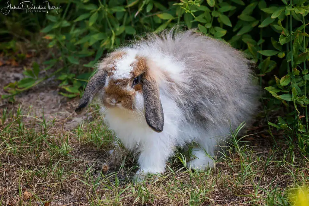 American Fuzzy Lop