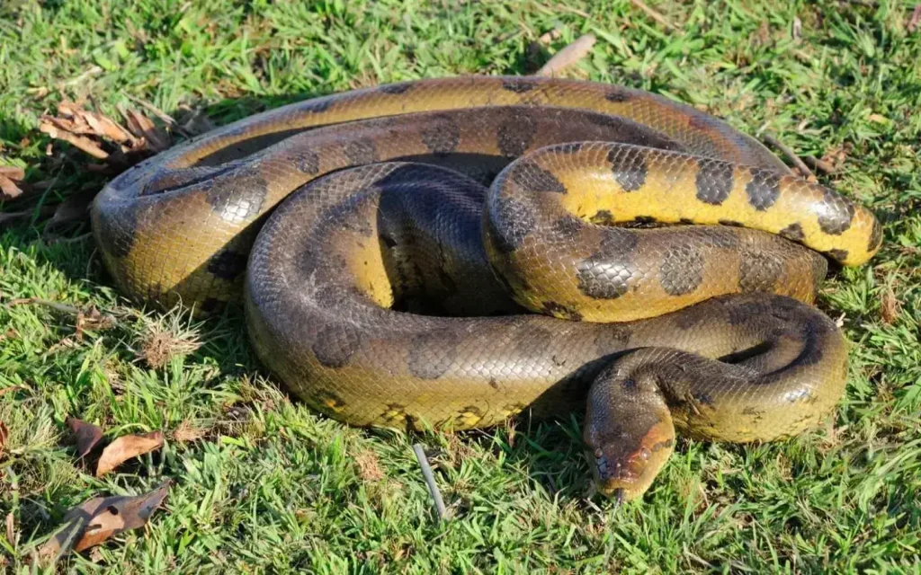 Green Anaconda