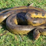 Green Anaconda Green Anaconda