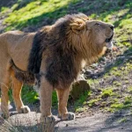 Asiatic Lion