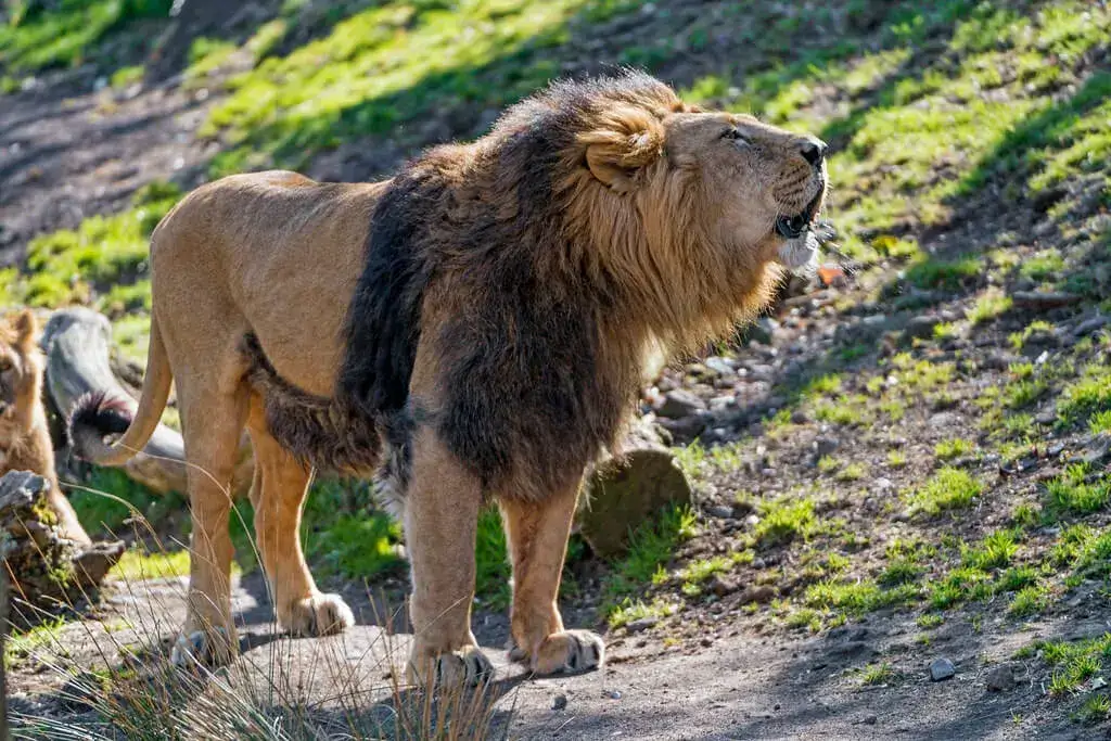 Asiatic Lion
