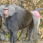 Baboon Monkey Baboon Monkey