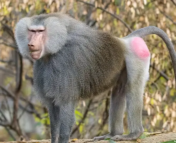 Baboon Monkey