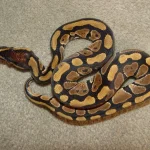 Ball Python Ball Python