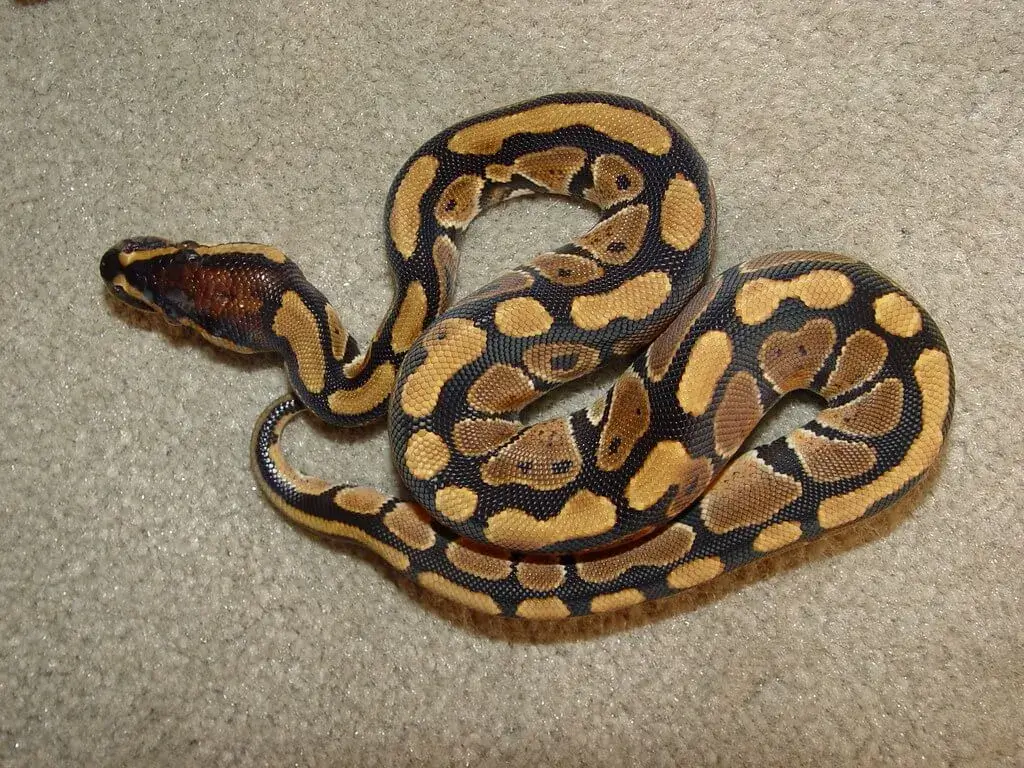 Ball Python