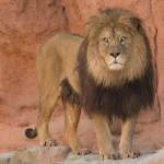 Barbary Lion