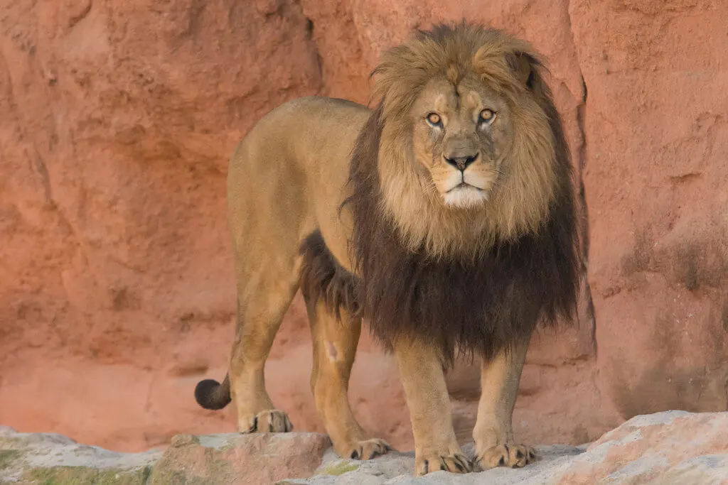 Barbary Lion