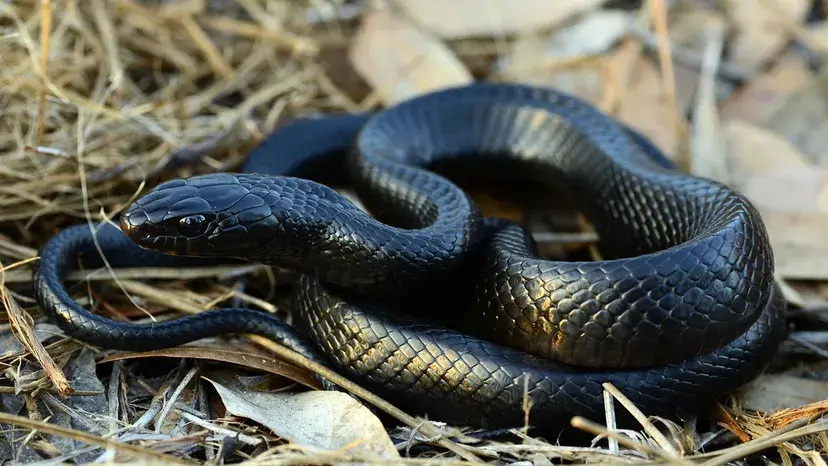 Black Mamba