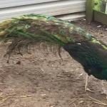Black-Shouldered Peafowl Black-Shouldered Peafowl