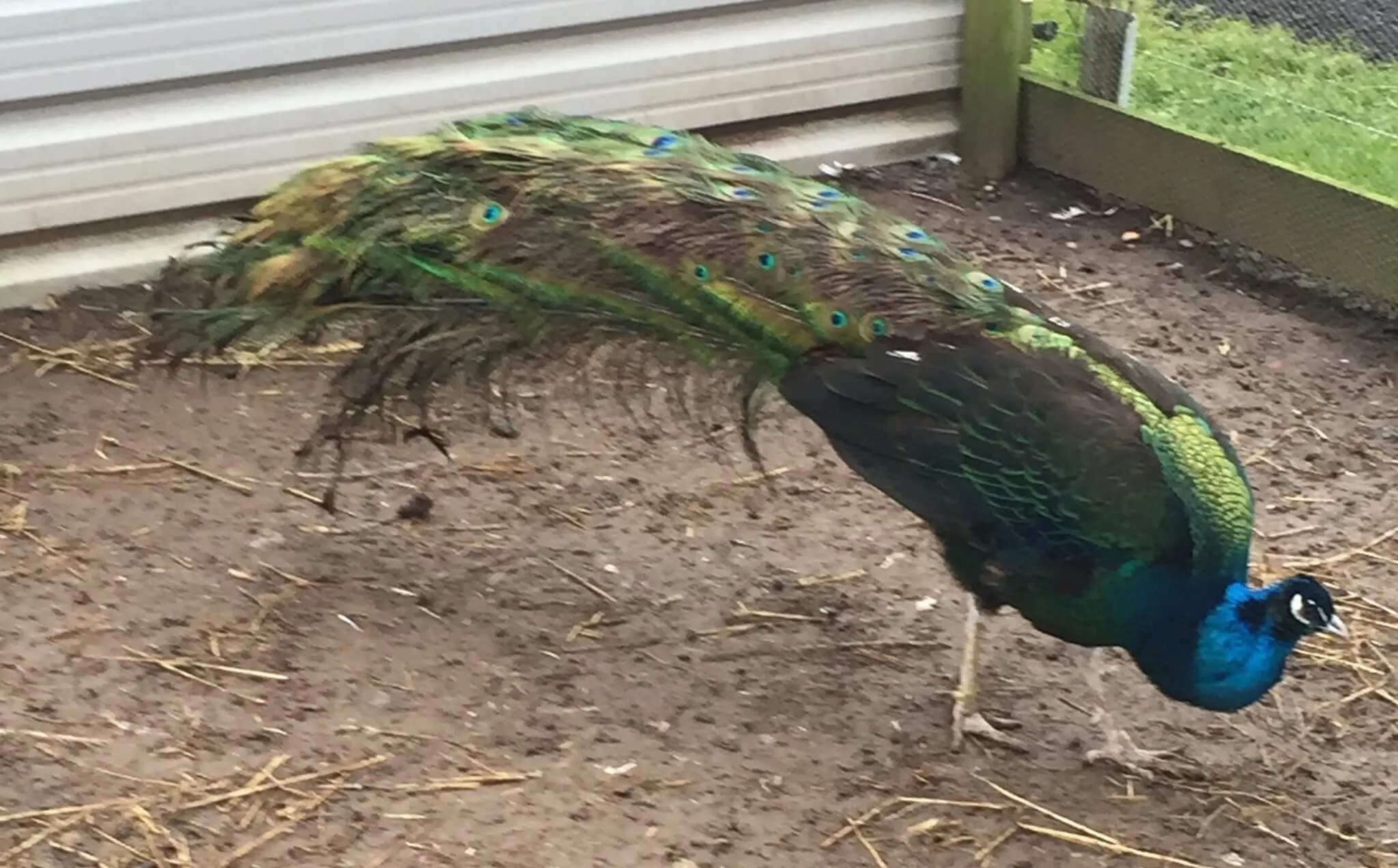 Black-Shouldered Peafowl