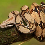 Boa Constrictor