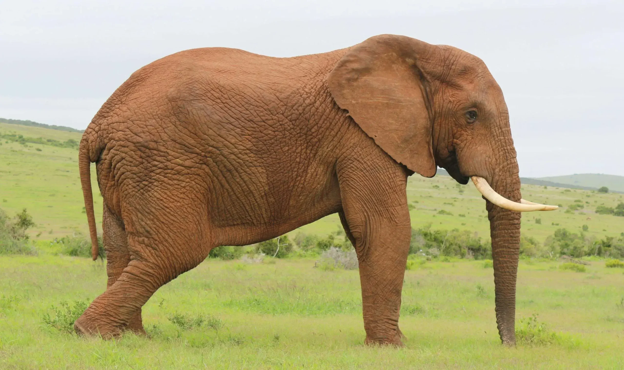 Bornean Elephant