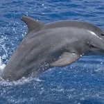 Bottlenose Dolphin