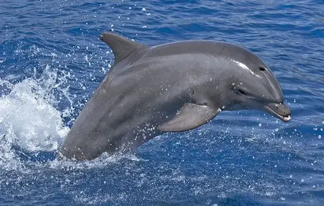 Bottlenose Dolphin