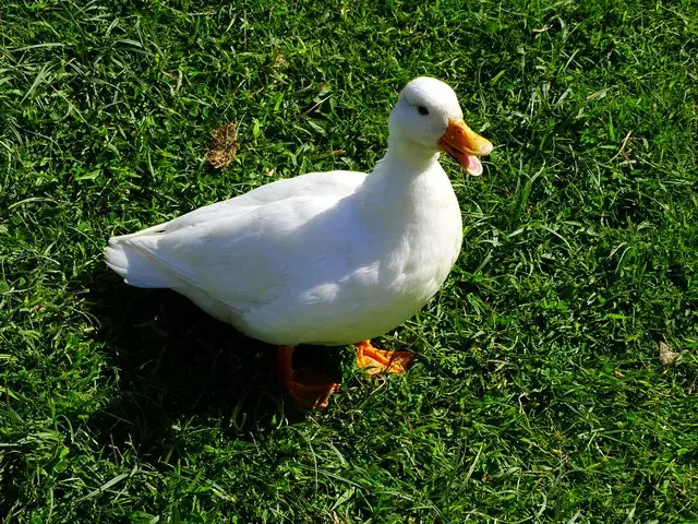Call Duck